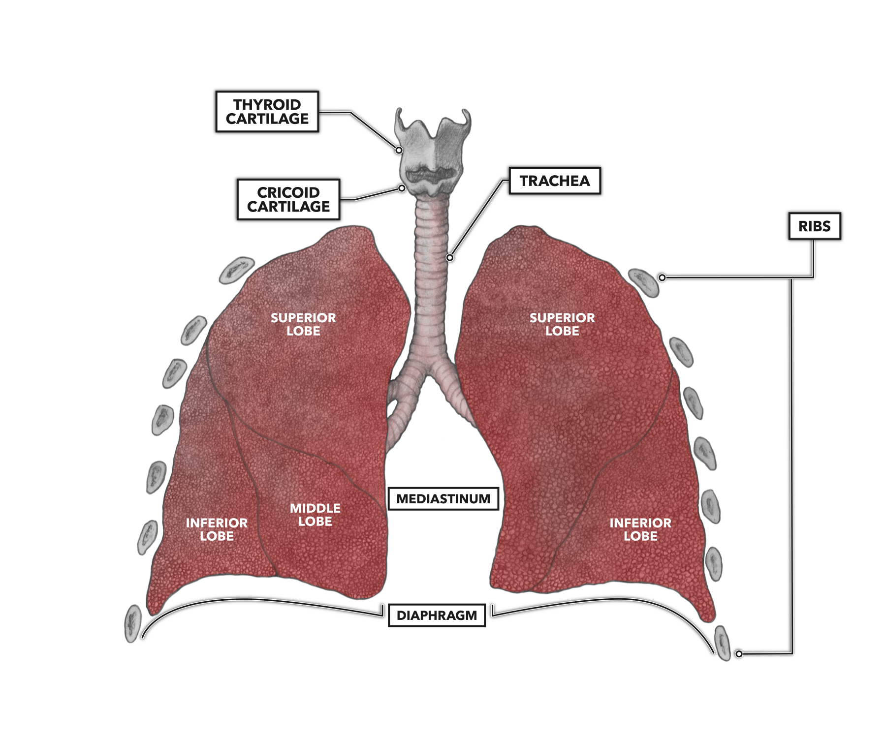 Thoracic