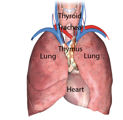 Thymoma